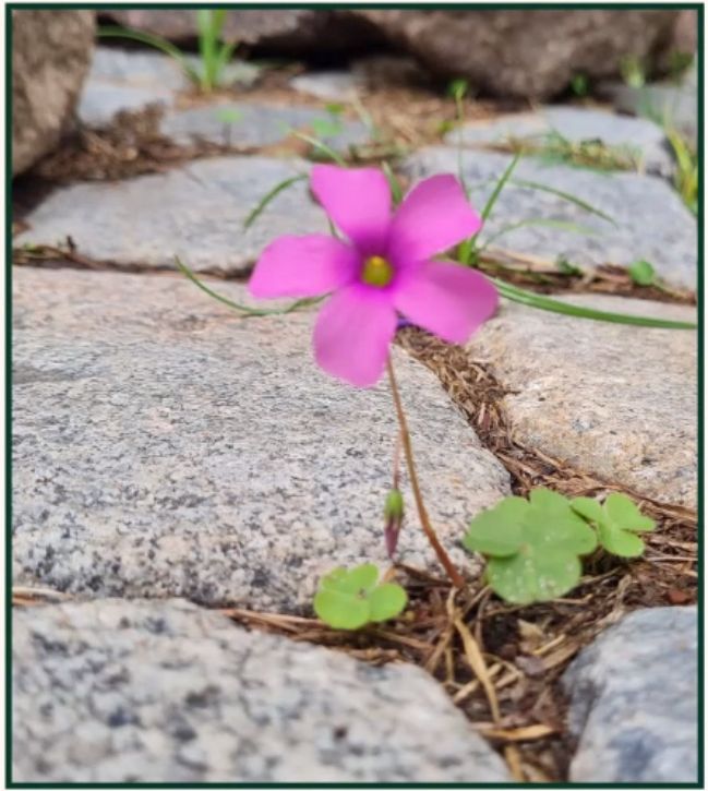 Flor creciendo entre el cemento