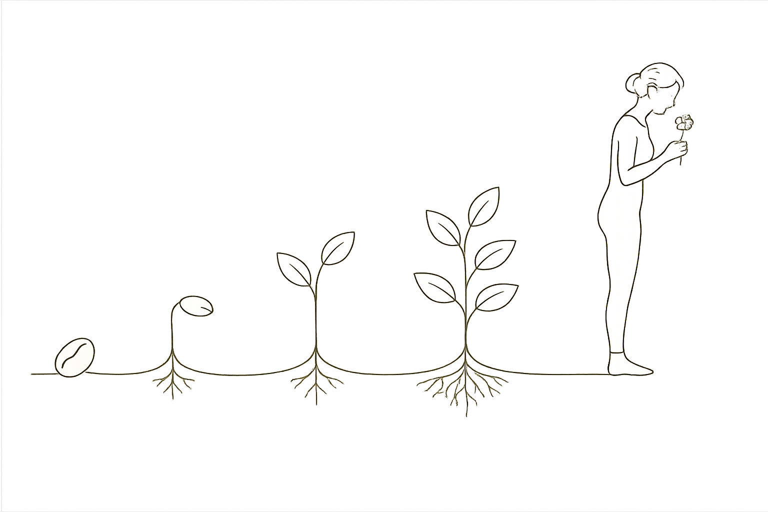 Proceso de crecimiento de la planta