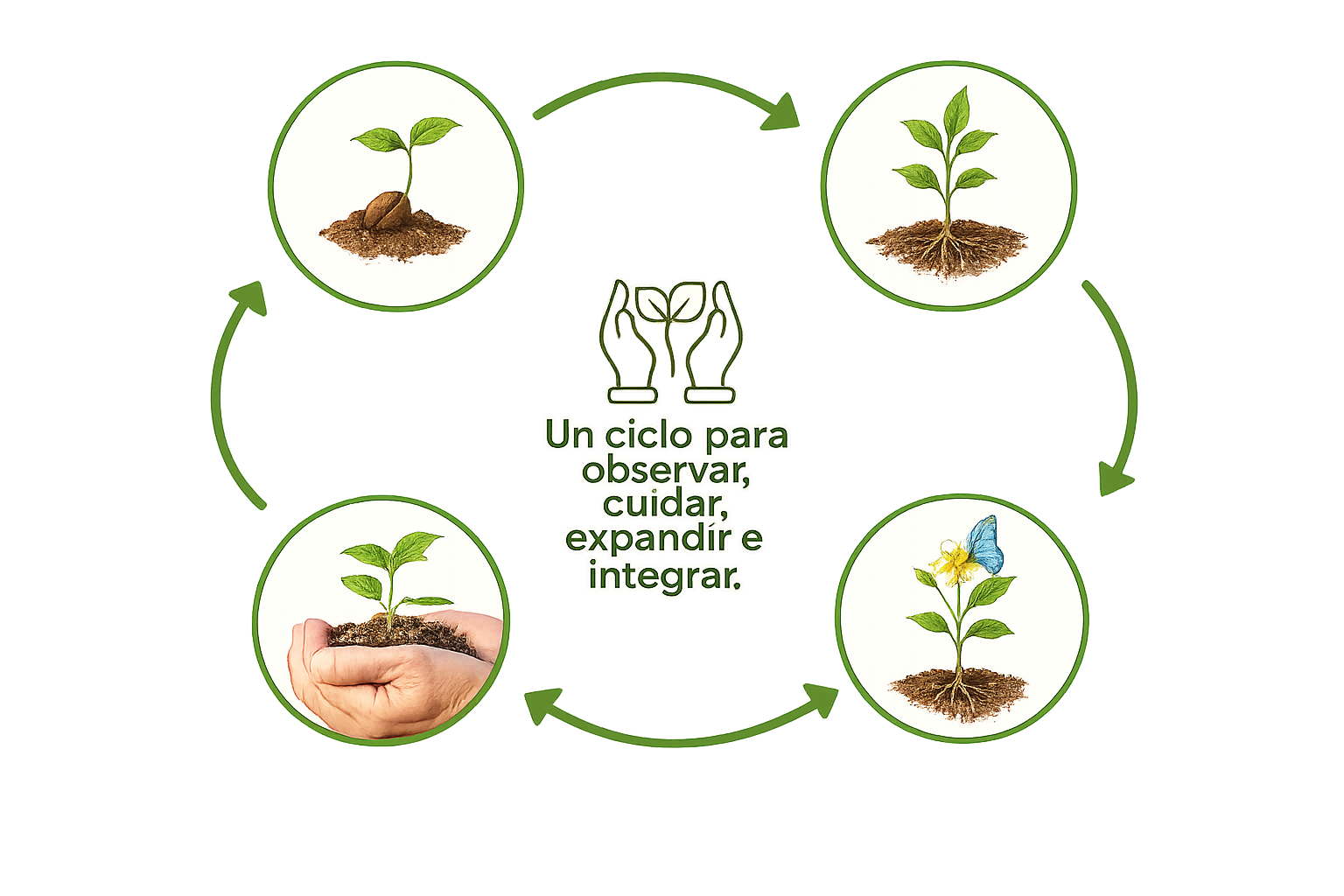 Ciclo de crecimiento de una planta durante cuatro semanas